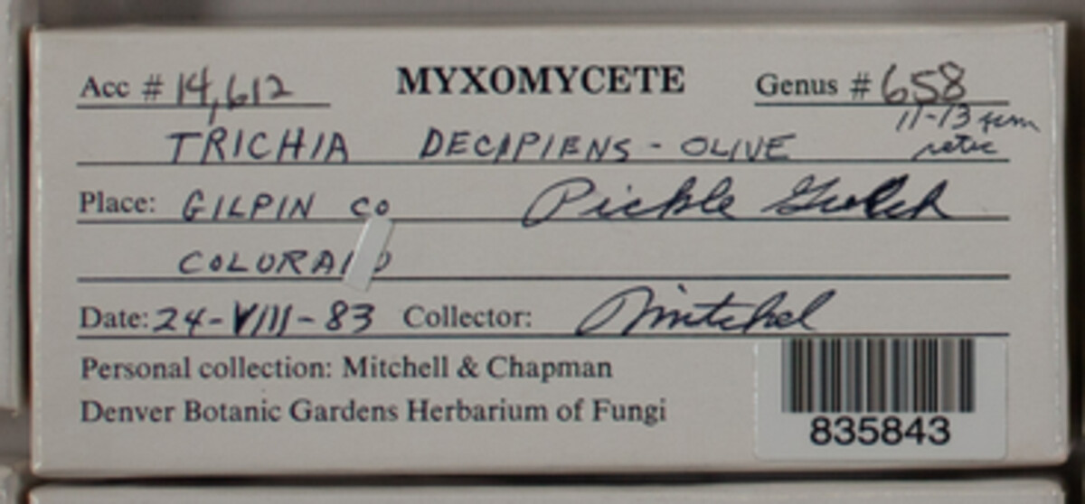 Trichiaceae image
